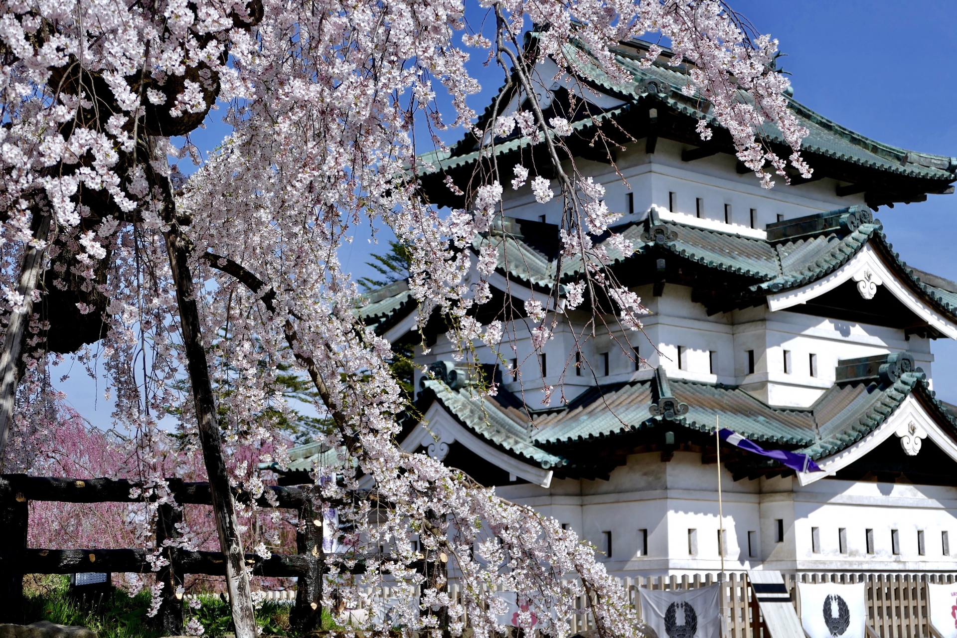 弘前城と桜