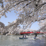 弘前の観光スポットを紹介 徒歩でも回れる魅力的な場所が沢山あります