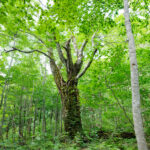 世界遺産、白神山地の魅力