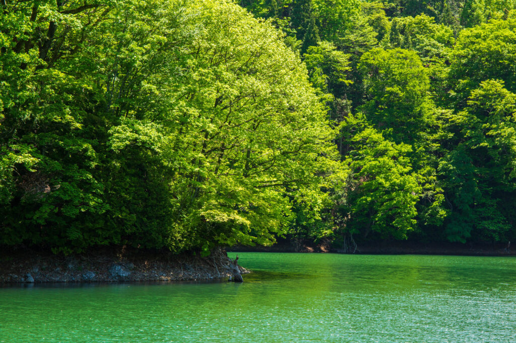 鶏頭場の池（十二湖）