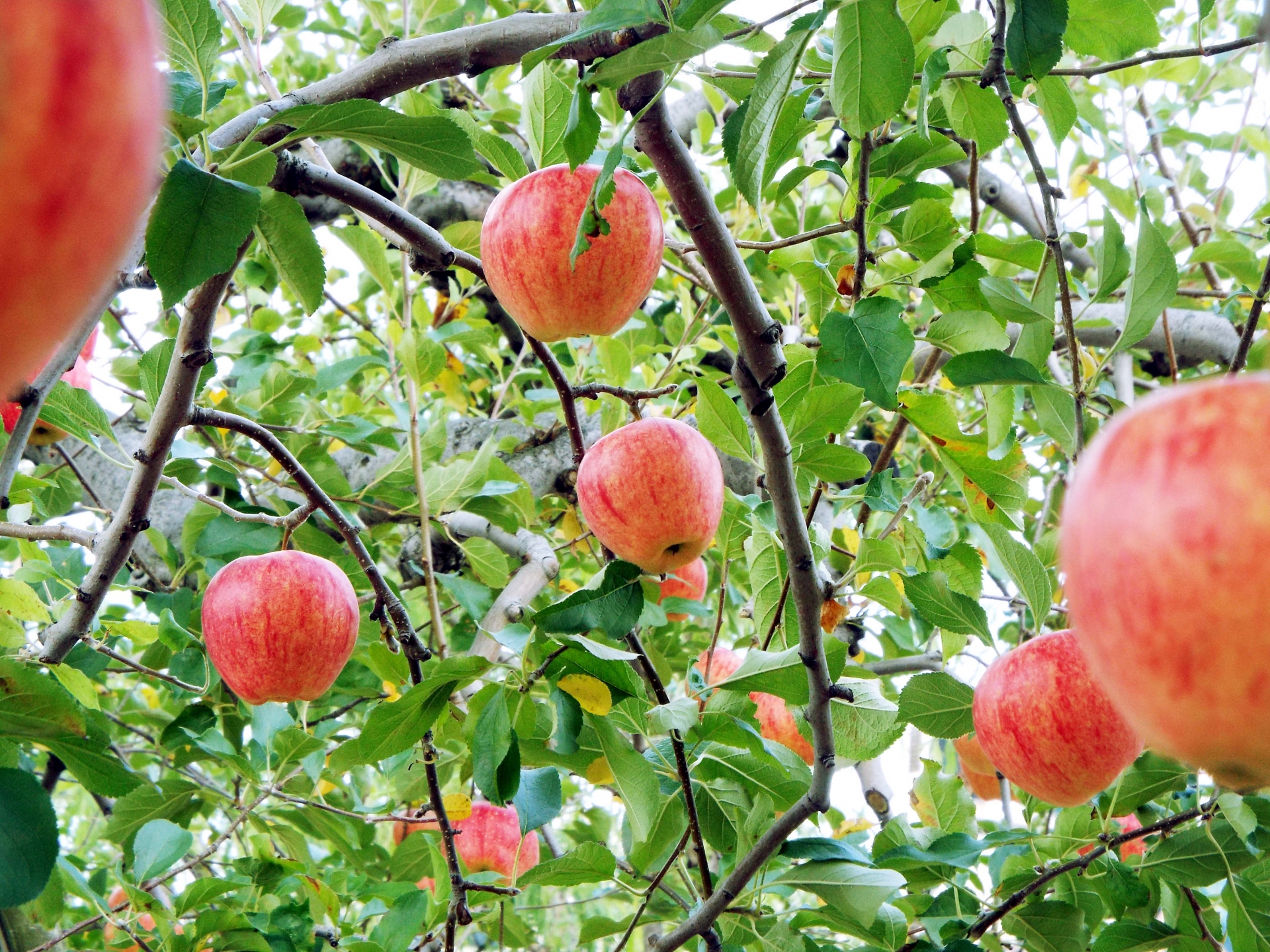 青森りんごの品種はどのくらいある？収穫時期とあわせてご紹介