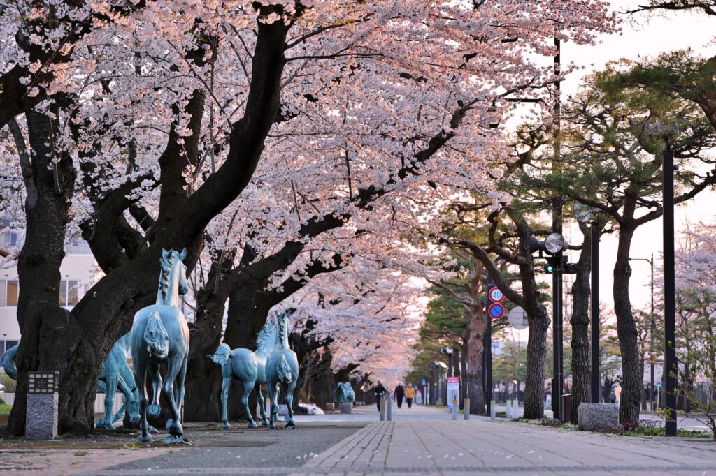 早朝の十和田市官庁街通りの桜（青森県十和田市）