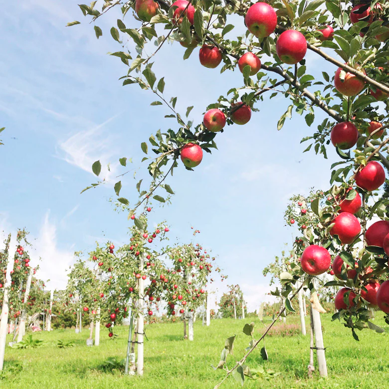 タムラファーム 青森県弘前の高品質りんごとその魅力的な商品たち