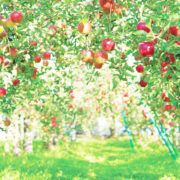 タムラファーム～すべての物語は、美味しいりんご作りから～ | 47CLUB